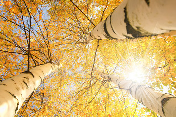 Trees against the blue sky