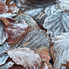 foglie gelate