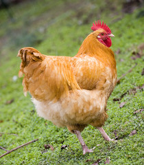Shady rooster