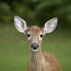 Staring fawn