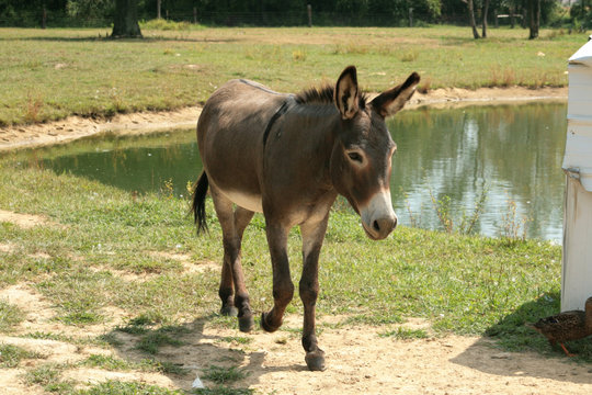 Donkey on the Run