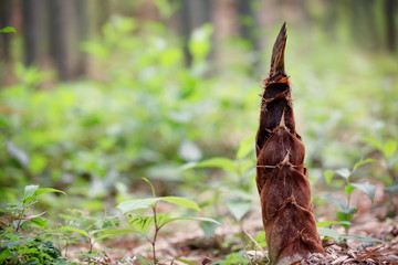 Bamboo Shoot