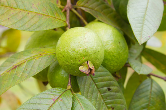 guava on tree in garden
