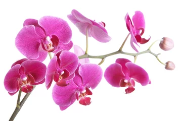 Fotobehang Orchidee De tak van orchideeën op een witte achtergrond