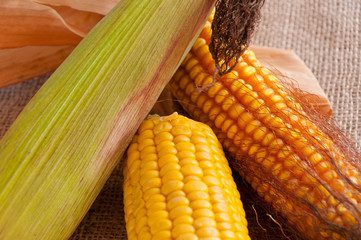 Colorful corncobs