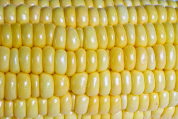 Sweet Corn