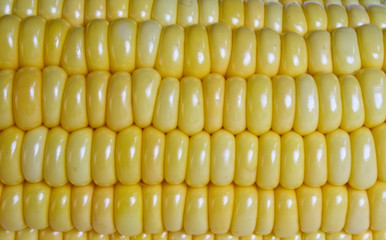 Sweet Corn