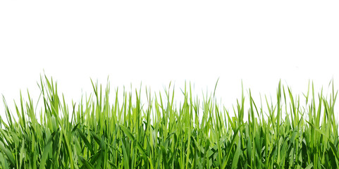 Fototapeta premium green grass