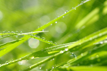 water drops