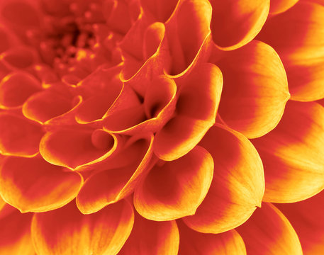 「Close-Up.macro.color」の画像 - 3,174,988 件の Stock 写真、ベクターおよびビデオ | Adobe Stock