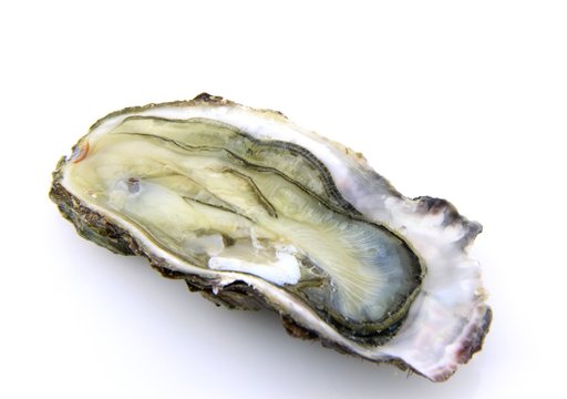 hu&icirc;tre ouverte sur fond blanc