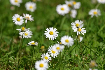 Photo sur Plexiglas Marguerites daisies