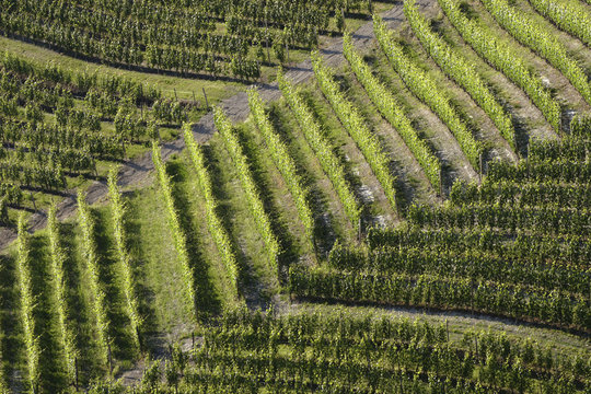 vineyard landscape summer