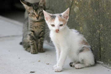 Obraz premium Kitten