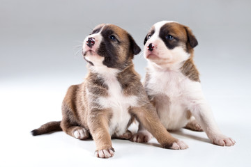 Two little puppies