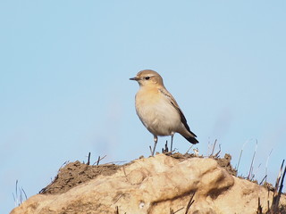 Northern Wheatear, Oenanthe oenanthe