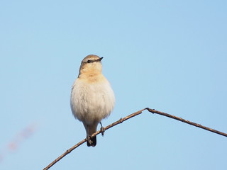 Northern Wheatear, Oenanthe oenanthe