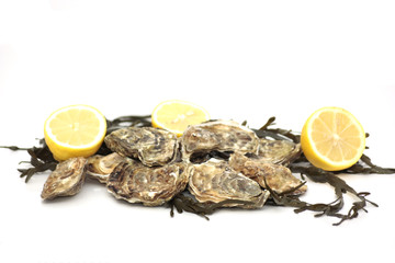 huitres