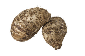 Two Brown Hairy Malanga Tubers