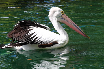 Australian pelican has a rest in the Perth Zoo