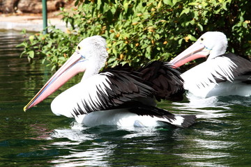 Australian pelican has a rest in the Perth Zoo