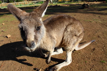 Kangaroo in Australia