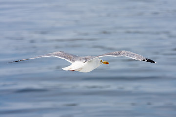 Flying seagull against a blue sea