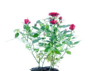 Rote Rosen. Isoliert