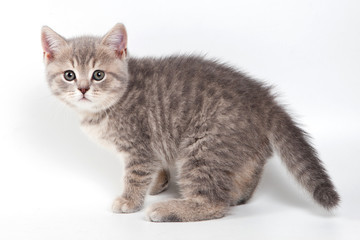 Obraz premium British kitten on white background