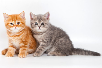 British kitten on white background