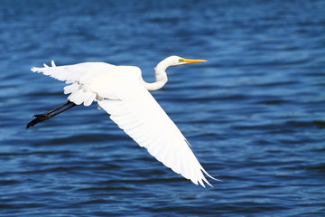 Snowy Egret (Egretta thula)