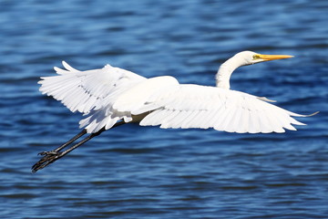 Snowy Egret (Egretta thula)