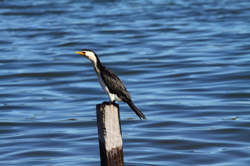 Cormorant in Australia