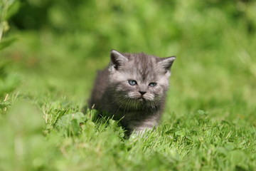 Naklejka na ściany i meble British kitten in green grass