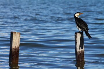 Cormorant in Australia