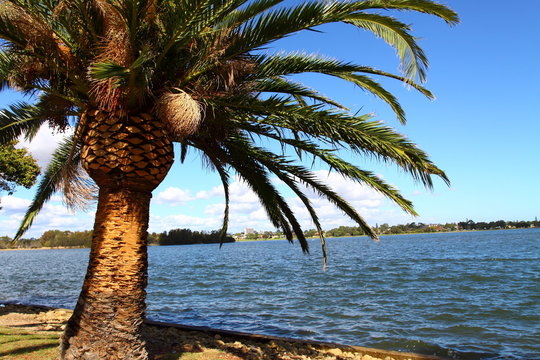 Green Palms in Perth, Australia