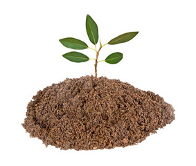 sapling growing from soil
