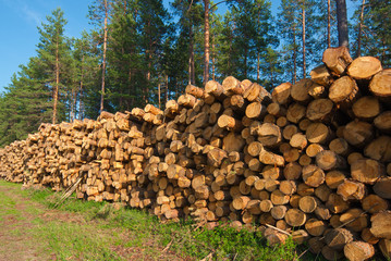 Stack of freshly cut trees