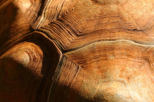 Australian Turtle