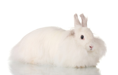 Fluffy white rabbit isolated on white
