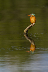 martin pecheur sur une branche