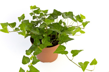 Ivy.