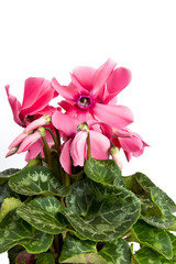 Cyclamen.