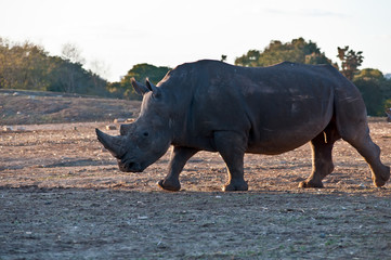 A portrait of a rhino .