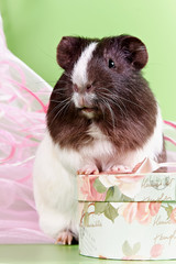 guinea pigs and gift