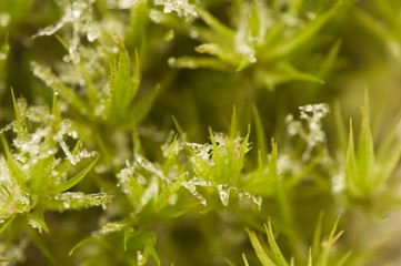 Moss