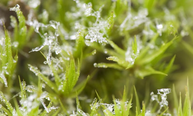 Moss and Ice