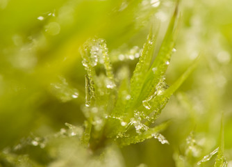 Moss and Ice