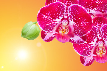 Naklejka na ściany i meble Closeup of orchid flower