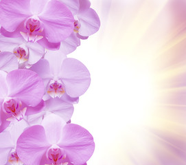 Closeup of orchid flower
